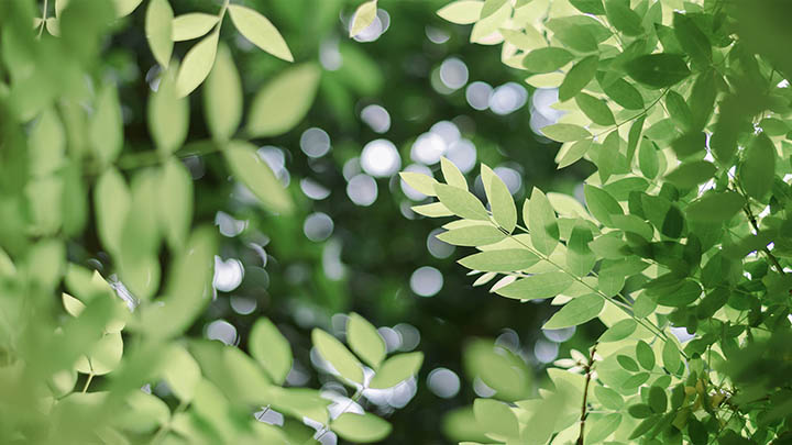 西藏旅游高反药物:实用指南